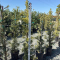 Shrubby Yew Pine