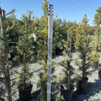 Shrubby Yew Pine