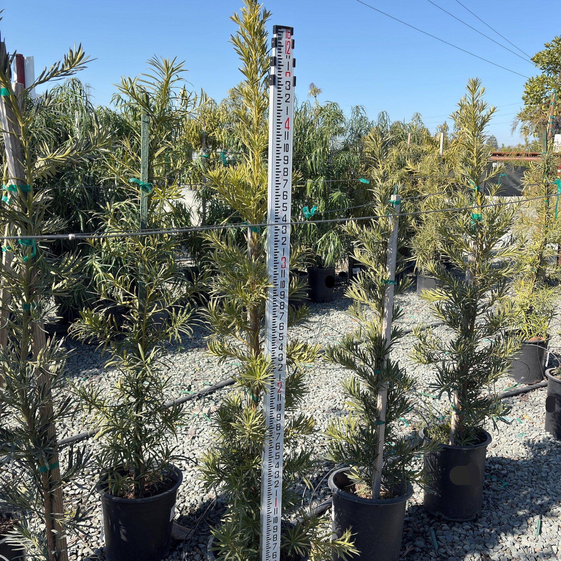 Shrubby Yew Pine