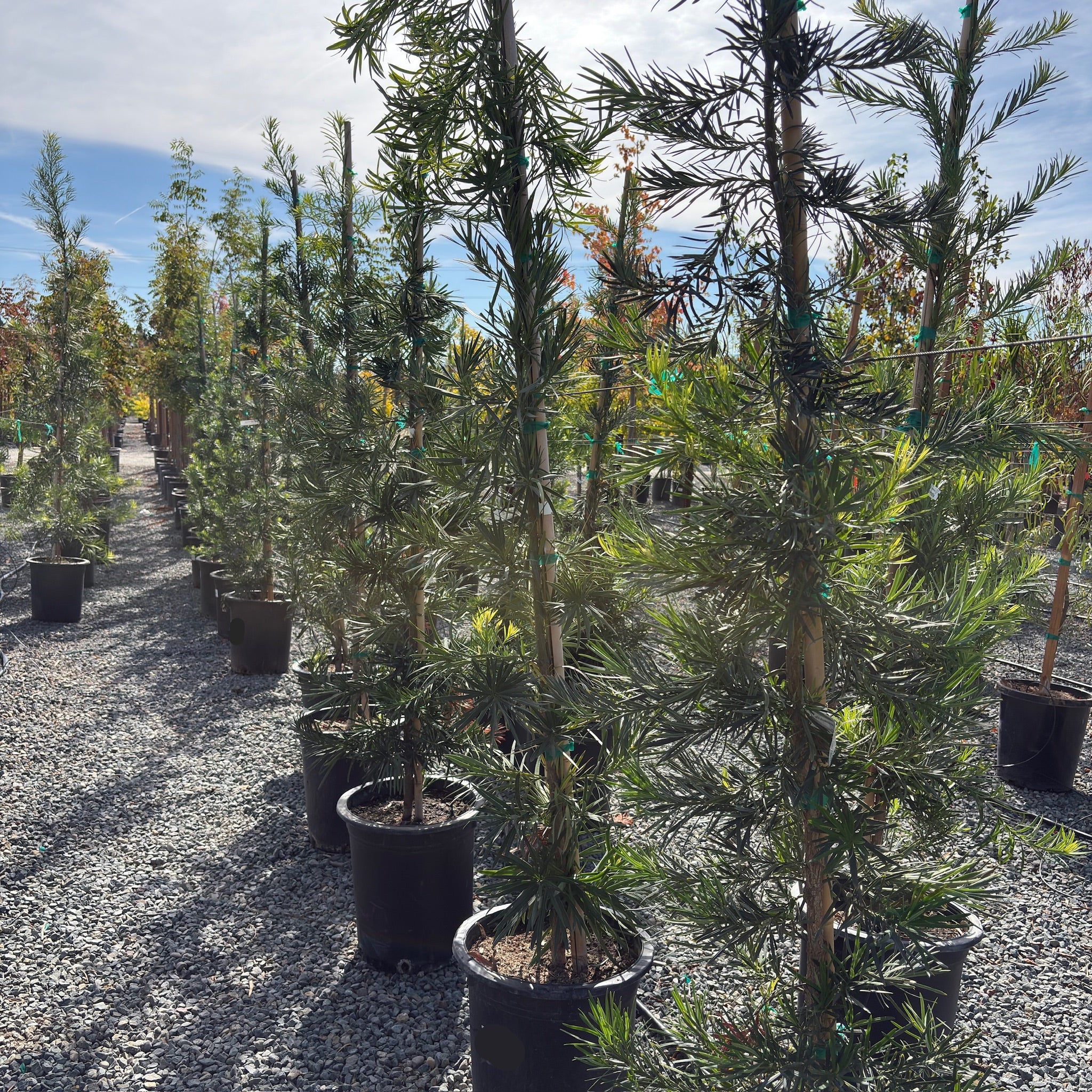 Shrubby Yew Pine