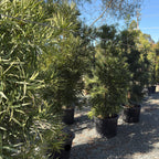 Shrubby Yew Pine