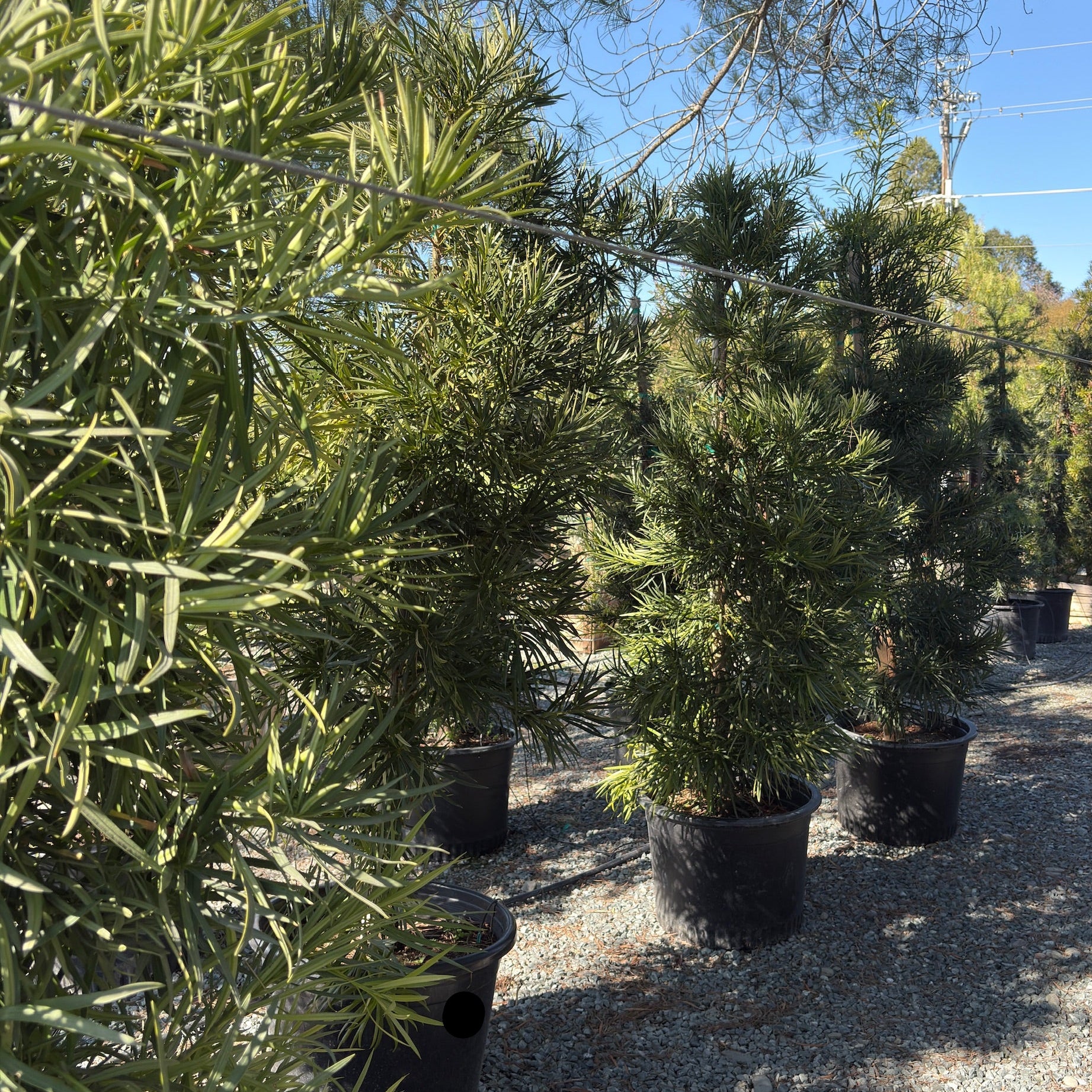 Shrubby Yew Pine