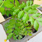 Sichuan Pepper