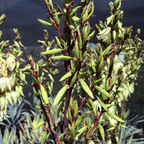 Silver Anniversary Yucca