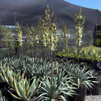Silver Anniversary Yucca
