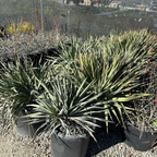 Silver Anniversary Yucca