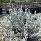 Silver Anouk Spanish Lavender