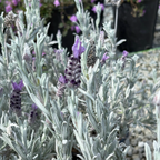 Silver Anouk Spanish Lavender