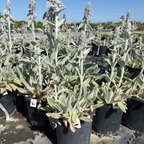 Silver Carpet Lamb's Ear