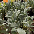 Silver Carpet Lamb's Ear