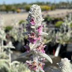 Silver Carpet Lamb's Ear