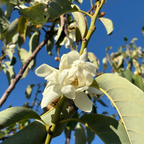 Silver Cloud Michelia