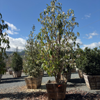 Silver Cloud Michelia