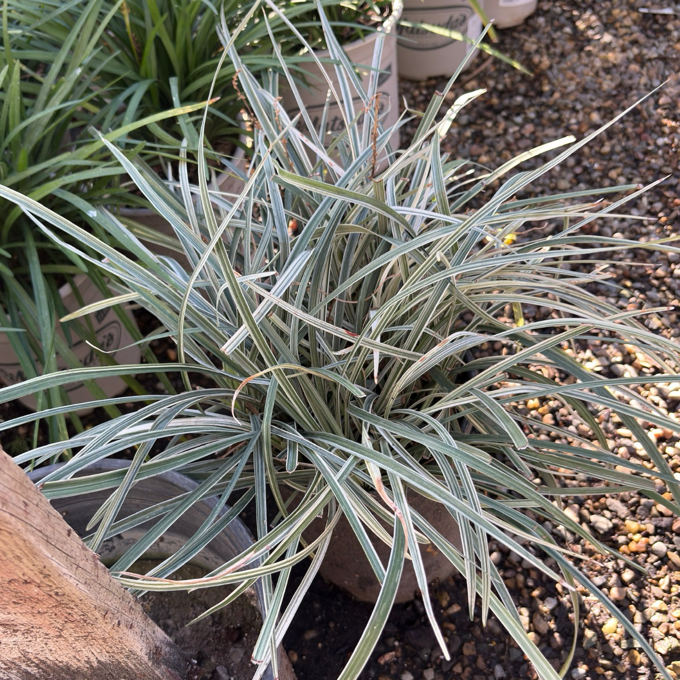Silver Dragon Creeping Lily Turf