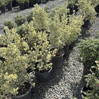 Silver King Euonymus