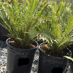 Two potted Dwarf Tree Fern plants on a gravel surface