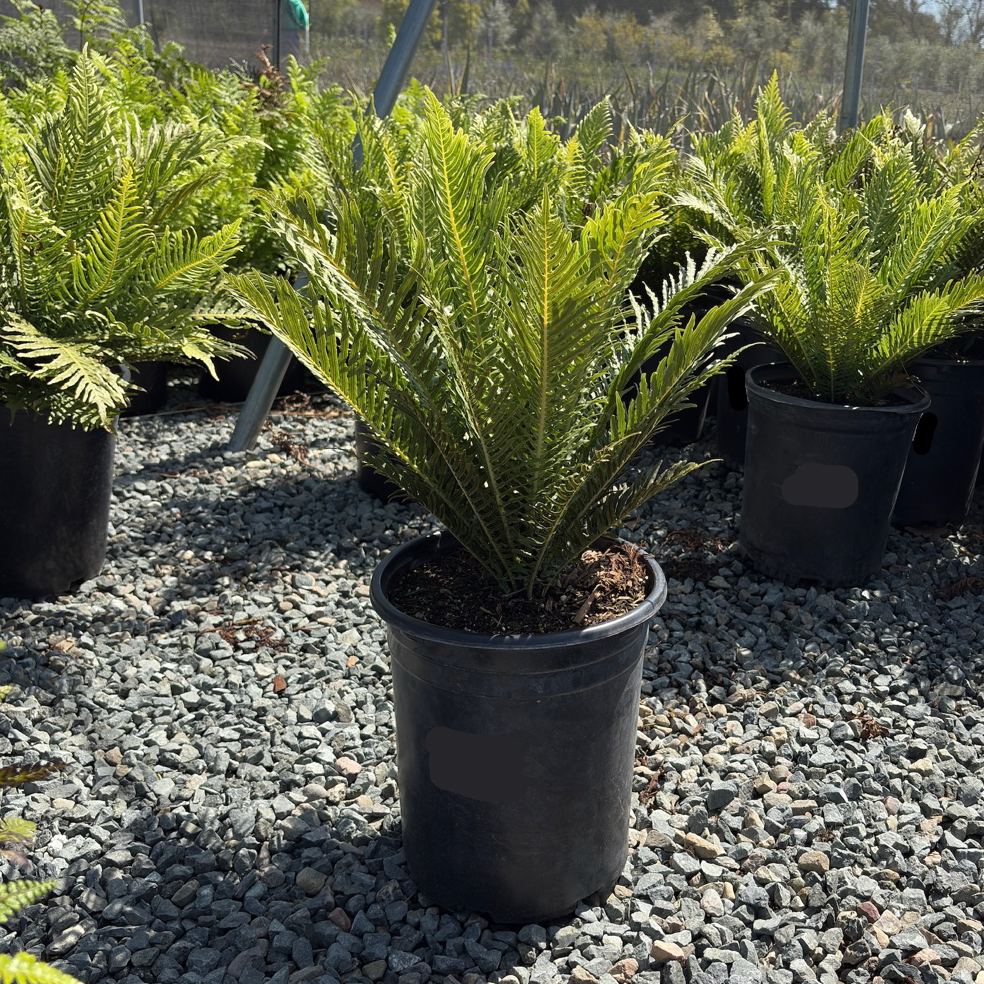 Silver Lady Fern