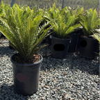 Potted Silver Lady Fern plants on a gravel surface with trees in the background