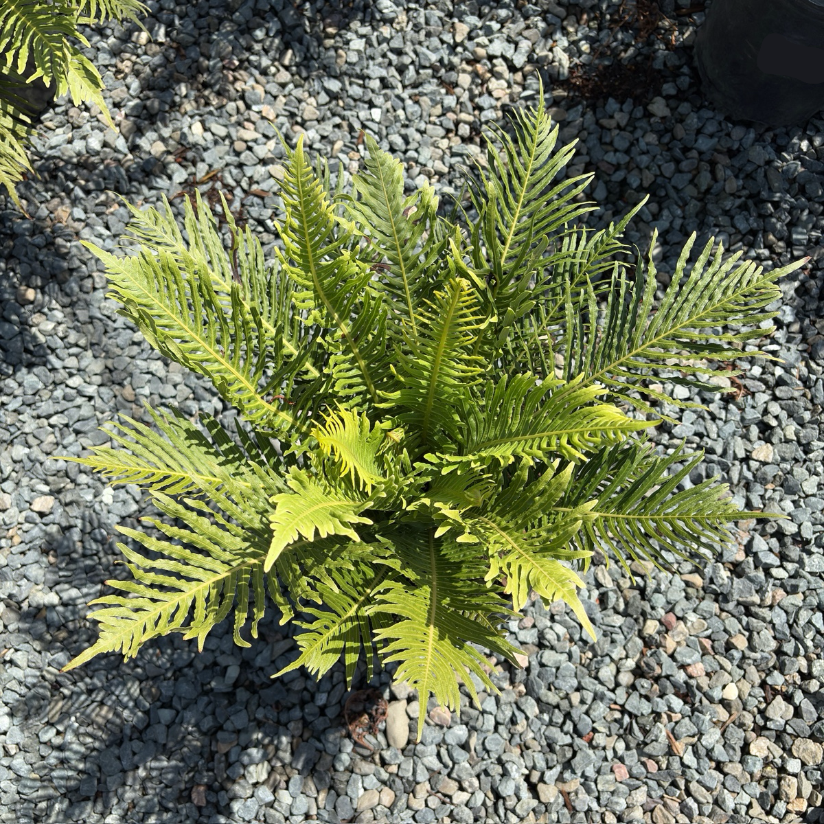 Silver Lady Fern