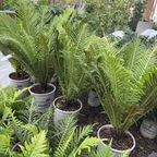 Silver Lady Fern