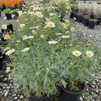 Silver Lady Marguerite Daisy