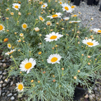 Silver Lady Marguerite Daisy