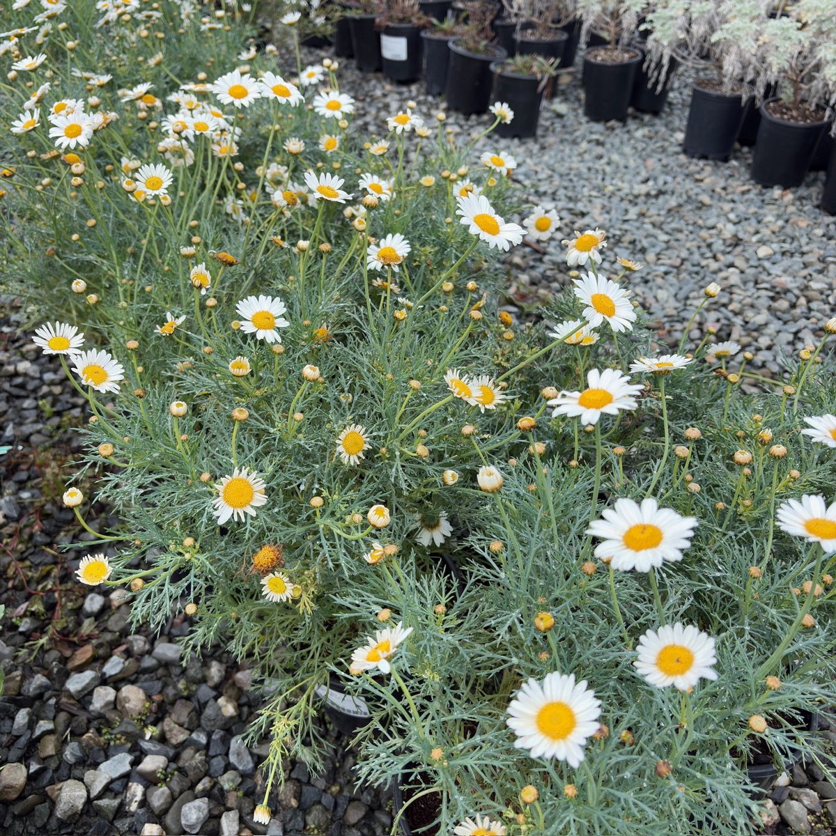 Silver Lady Marguerite Daisy