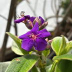 Silver Leafed Princess Flower