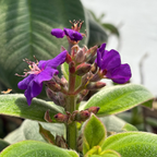 Silver Leafed Princess Flower