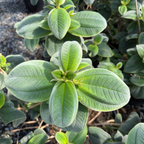 Silver Leafed Princess Flower
