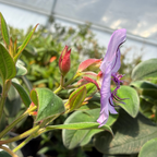 Silver Leafed Princess Flower