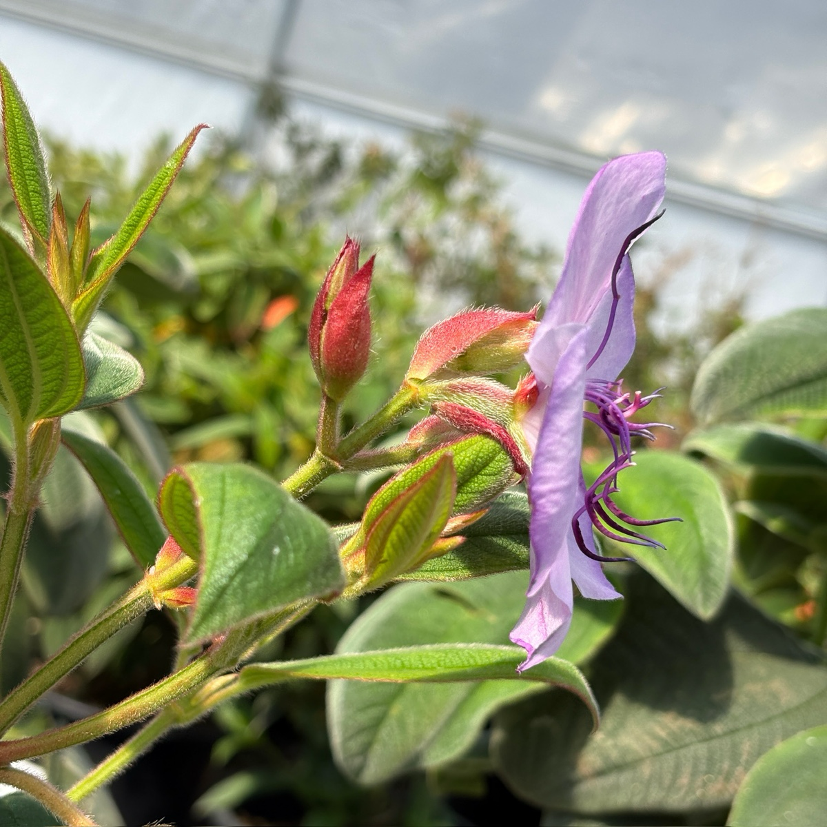 Silver Leafed Princess Flower