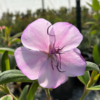 Silver Leafed Princess Flower