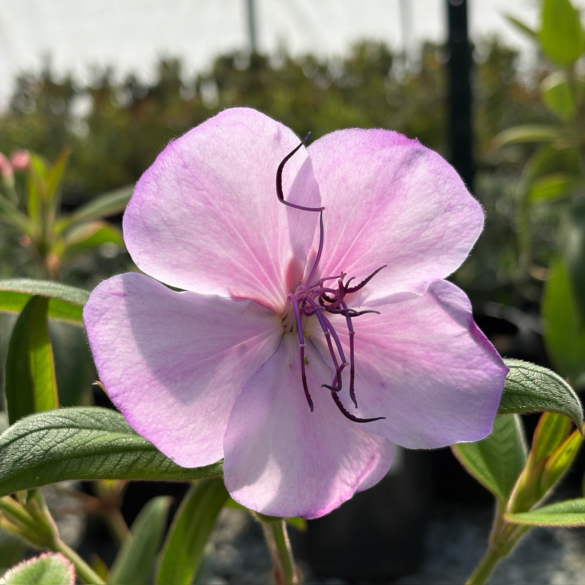 Silver Leafed Princess Flower