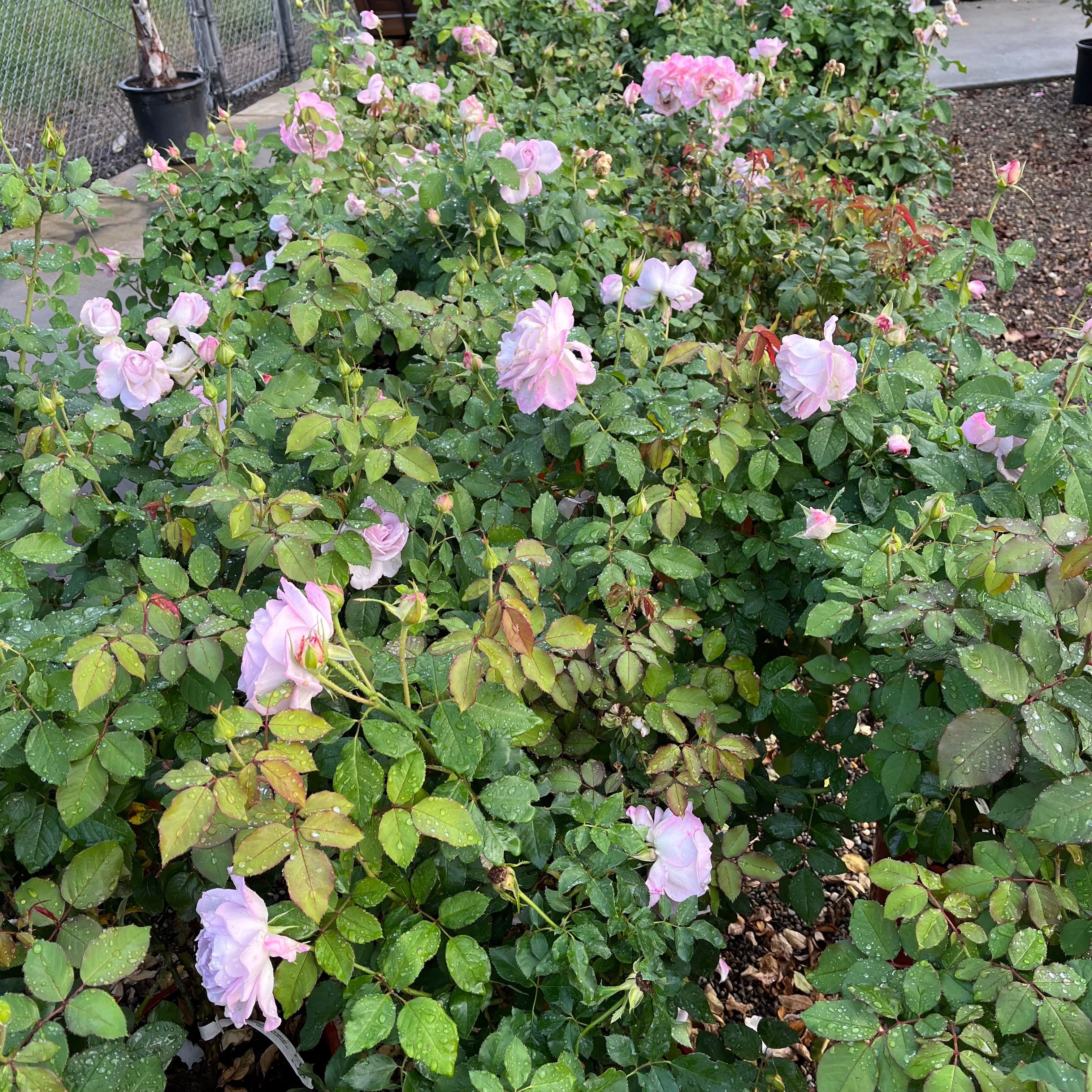 Silver Lining Floribunda Rose