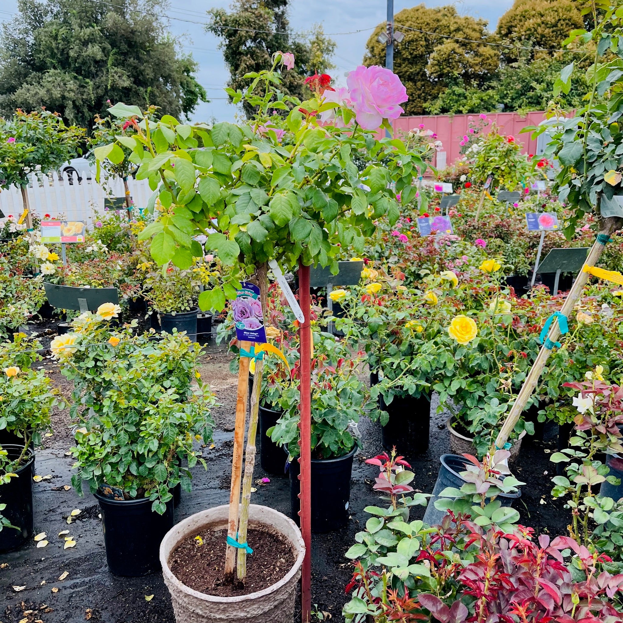 Silver Lining Floribunda Rose