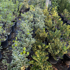 Silver Queen Euonymus