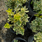Silver Queen Euonymus