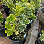 Silver Queen Euonymus