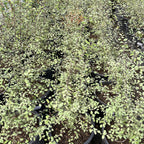 Silver Sheen Kohuhu