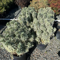 Silver Swan Spurge