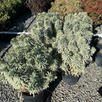 Silver Swan Spurge