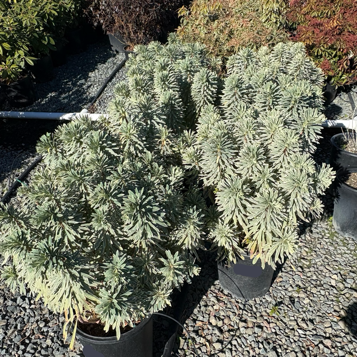 Silver Swan Spurge