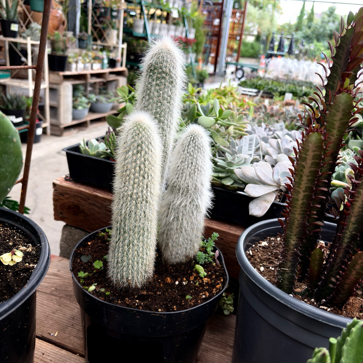 Silver Torch Cactus