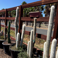 Silver Torch Cactus