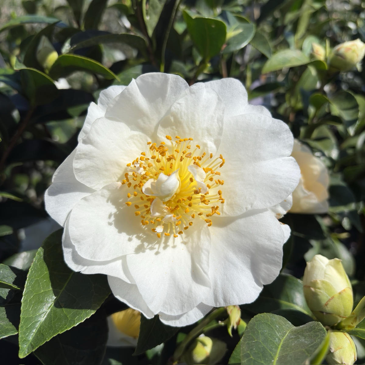 Silver Waves Camellia