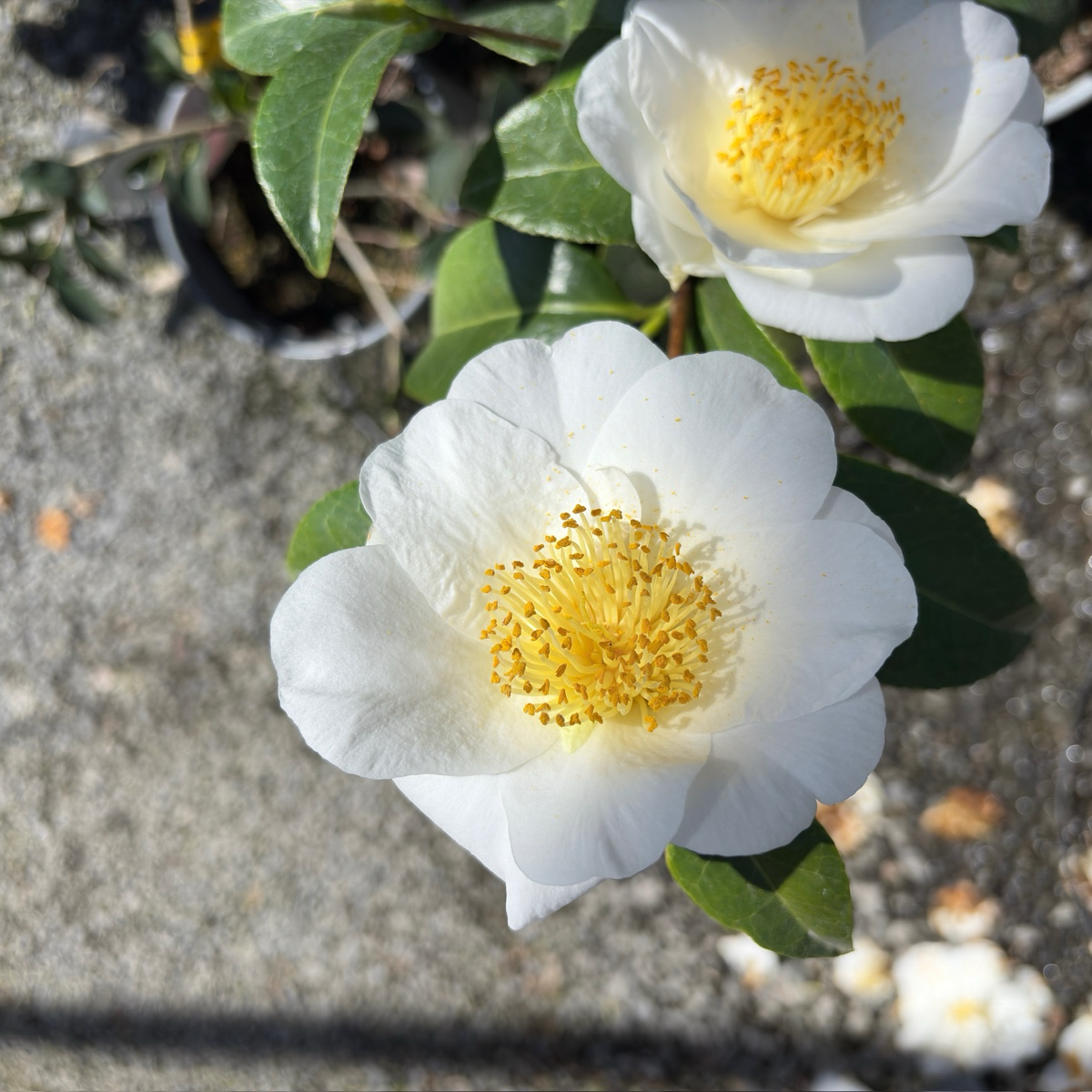 Silver Waves Camellia