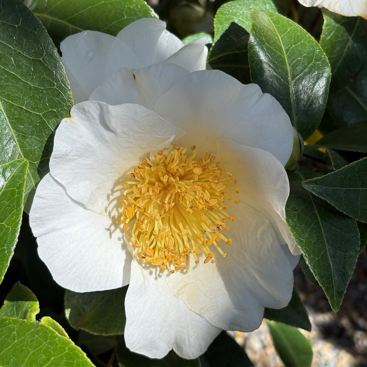 Silver Waves Camellia