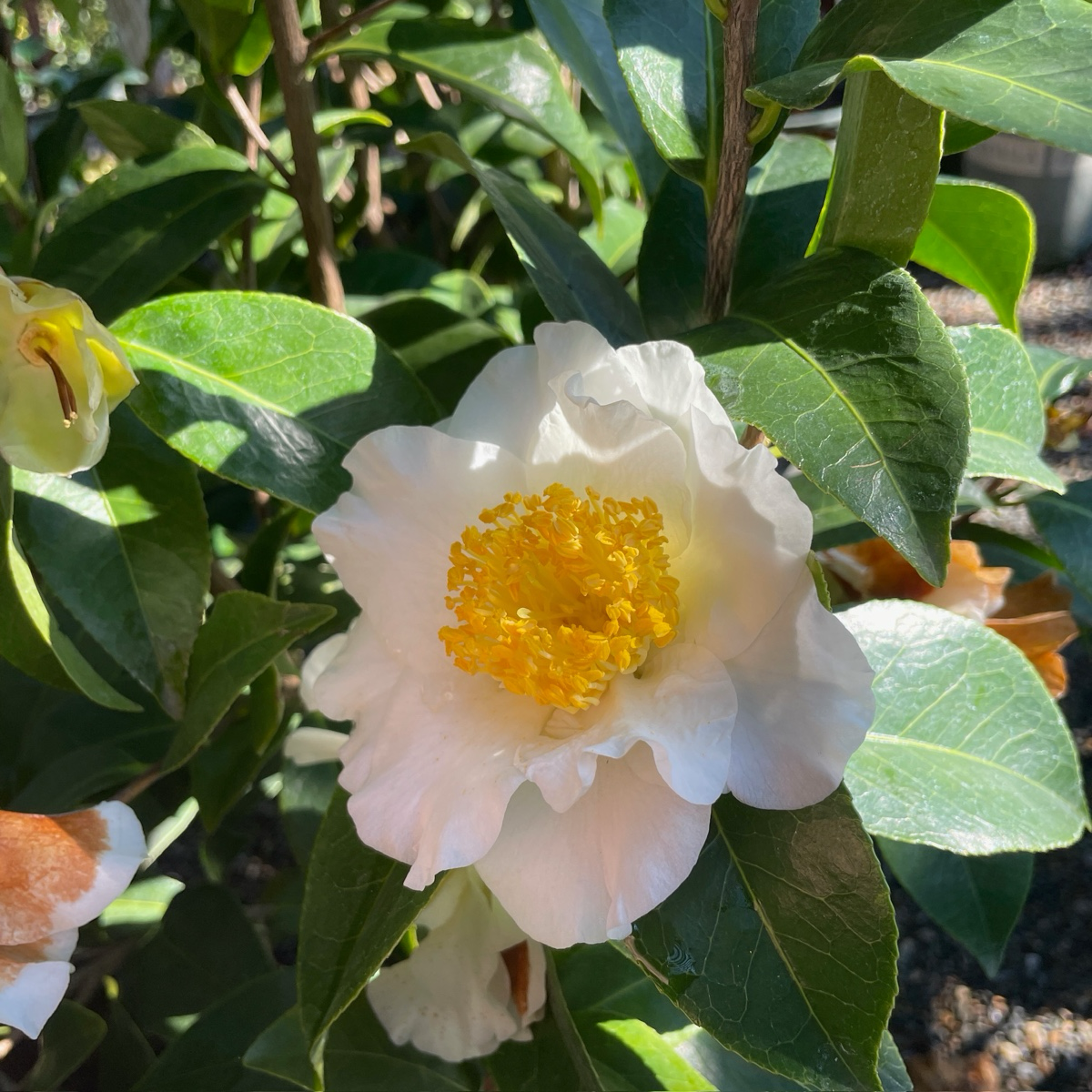 Silver Waves Camellia