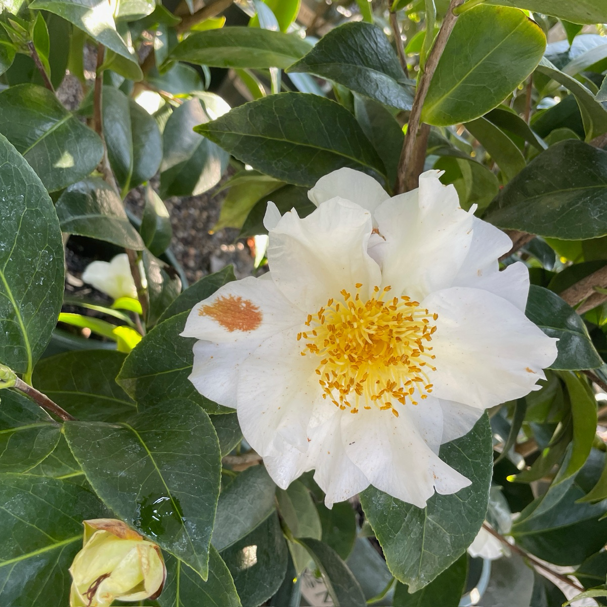 Silver Waves Camellia